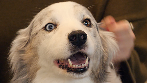 Showcase Therapy Dogs at VU Library